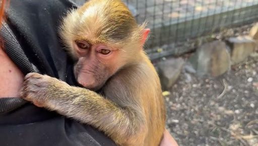 Зі зламаними руками і травмою голови: з контактного зоопарку у Харкові врятували мавпеня