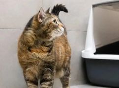 Как убрать запах кошачьей мочи: эффективные средства и советы