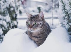 Харьковщину ожидает очередной морозный день: прогноз погоды на 14 января