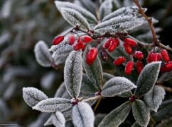 На Харківщині прогнозують шквали та нічні заморозки: що відомо