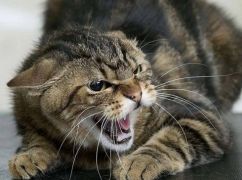 На Харківщині зафіксували випадок сказу: введено карантинні заходи