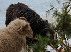 Харьковский Экопарк принимает елки: что делают животные с праздничными деревьями