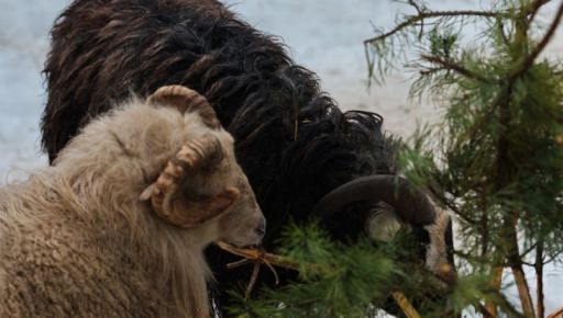 Харьковский Экопарк принимает елки: что делают животные с праздничными деревьями