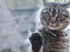 Синоптики рассказали, какой будет погода в Харькове 11 июля