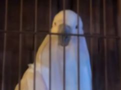 Поливали попугая за "разговоры": в Харькове скандал из-за обращения с птицей в ресторане
