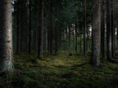 На Харківщині хочуть повернути державі ліси на понад 2,4 млн грн