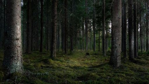 На Харківщині хочуть повернути державі ліси на понад 2,4 млн грн