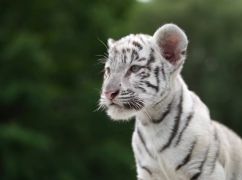 Тигренята з харківського Екопарку вийшли на першу прогулянку "Парком каменів"