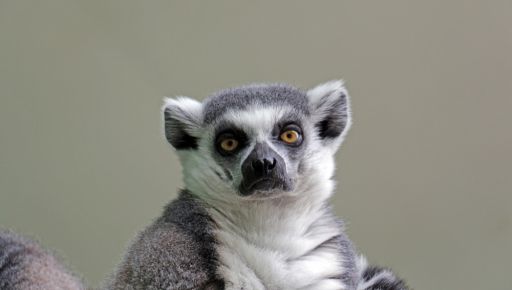 В харьковский Экопарк вернули животное с Мадагаскара
