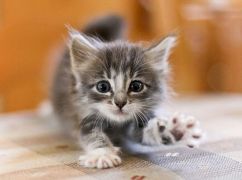 Біля багатоповерхівки в Харкові знайшли розчленоване кошеня: Поліція розпочала слідство
