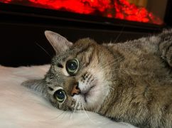 В Харькове рассказали о состоянии кота-блогера Степана, заболевшего после российской атаки