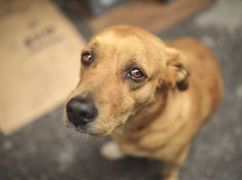 В Харькове на отлов бездомных животных потратят почти 6 млн грн - ХАЦ