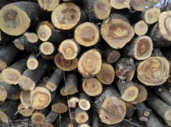 Громада на Харьковщине дополнительно получила из бюджета более 3 млн грн на топливную древесину