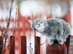 Погода у Харкові 19 березня: що прогнозують синоптики