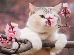 Що чекає на Харків 20 березня: прогноз погоди