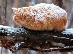 На Харківщині очікується сніг: Прогноз на 8 лютого