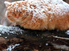 Синоптики рассказали, каким будет последний день зимы в Харькове