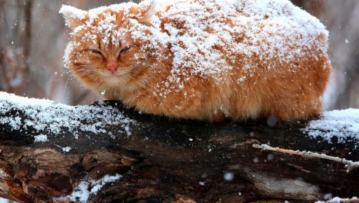Синоптики рассказали, каким будет последний день зимы в Харькове