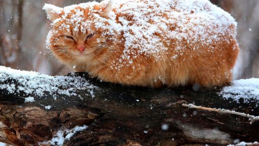 В Харьковской области ожидается снег: Прогноз на 3 февраля