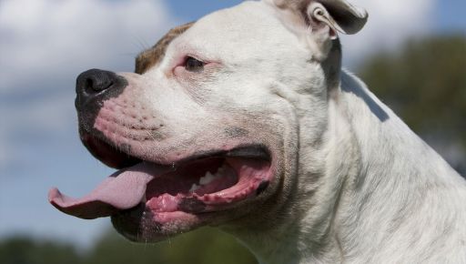 На Харківщині суд визначив покарання для власника агресивного собаки