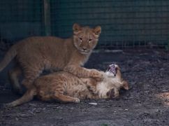 Родились в эвакуации: Экопарк показал, как растут харьковские львята
