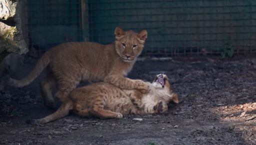 Родились в эвакуации: Экопарк показал, как растут харьковские львята