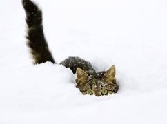 Какая будет погода в Харькове 24 января: что прогнозируют синоптики