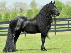 Фельдман показал нового жителя своего экопарка под Харьковом