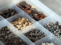 Этой весной посадить цветы и овощи &ndash; дороже на 20%: как изменились цены на Харьковщине