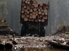 Зловживання у лісовій сфері Харківщини: державі завдано понад 5,5 млн грн збитків