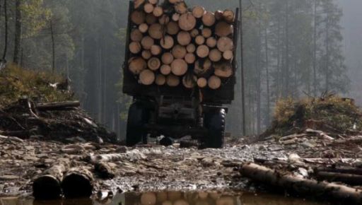 Зловживання у лісовій сфері Харківщини: державі завдано понад 5,5 млн грн збитків