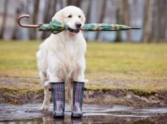 Харків накриє сильний сніг і дощ: прогноз погоди на 7 лютого