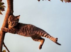 Негода на Харківщині 28 квітня: про що попереджають синоптики