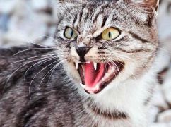 На Харківщині підтвердили випадок сказу у безпритульної кішки