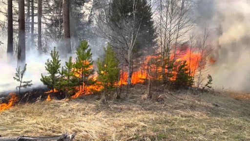 На Харьковщине из-за обстрелов горели 6 га леса