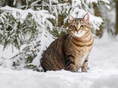 Какая будет погода на Новый год в Харькове: прогноз синоптиков