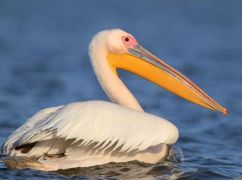 В Экопарк под Харьковом вернулась "розовая звезда"