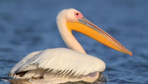 У Екопарк під Харковом повернулася "рожева зірка"