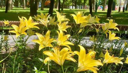 В Харькове расцвели лилии, которые подарила городу днепрянка