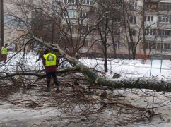 В Харькове в результате сильного ветра упали 31 дерево и почти 200 веток - мэрия