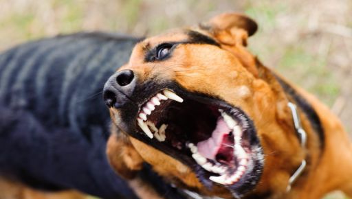 На Харьковщине ввели карантин из-за бешеной собаки: Подробности