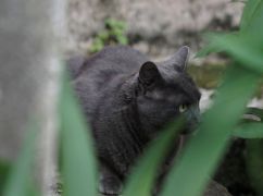 На Харківщині чоловіка покусав скажений кіт, якого він раніше відмовився щепити