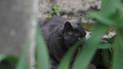 На Харьковщине мужчину покусал бешеный кот, которого он раньше отказался прививать