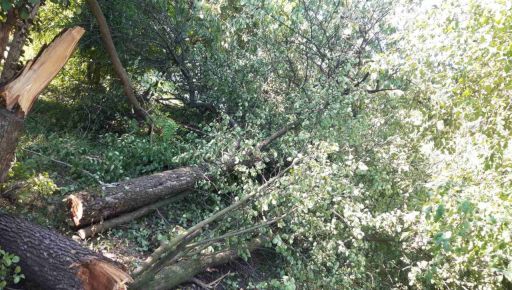 В Харькове ураган завалил 30 деревьев и почти 70 веток