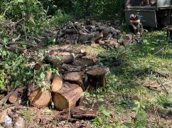 На Харьковщине рецидивист незаконно вырубил почти полторы сотни деревьев