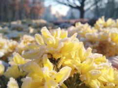 Перші заморозки на Харківщині: Синоптики озвучили прогноз погоди
