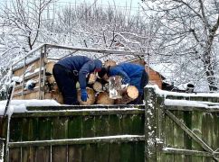 Безоплатних дров не вистачає: В одній з деокупованих громад Харківщини розповіли, як ділитимуть деревину