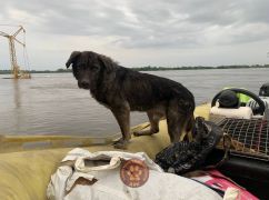 Харьковчане спасли двух собак, которые четыре дня дрейфовали по улицам Херсона