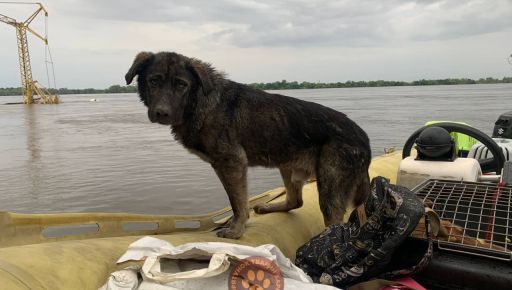 Харків’яни врятували двох собак, які чотири дні дрейфували вулицями Херсона
