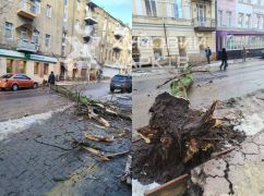 У центрі Харкова на дорогу впало велике дерево: Кадри з місця